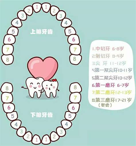 人有多少顆牙齒|牙齒